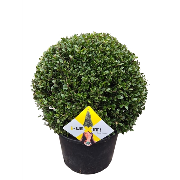 <h4>Ilex crenata Dark Green, P35, Bol Ø40cm</h4>