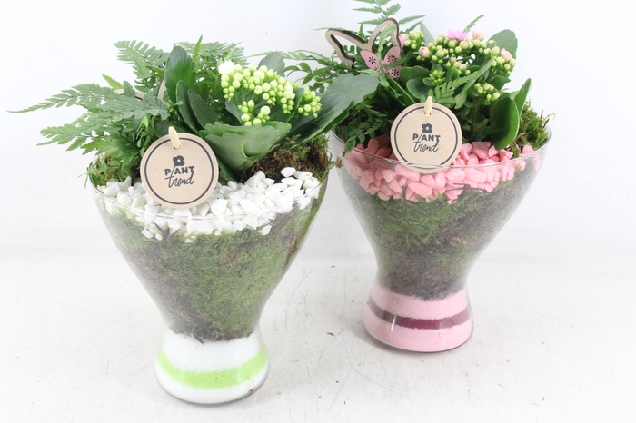 Arr2 Pl - Glas Diabolo - Roze/wit