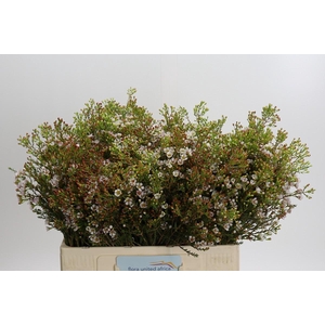 Chamelaucium 'Morning Delight'