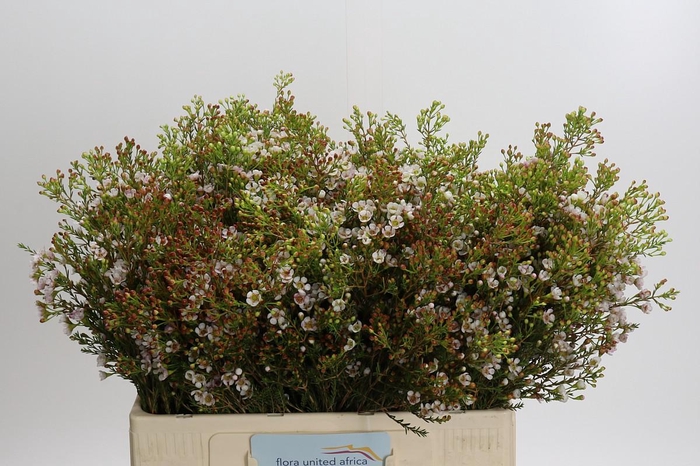 <h4>Chamelaucium 'Morning Delight'</h4>