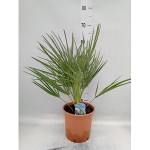 Chamaerops humilis