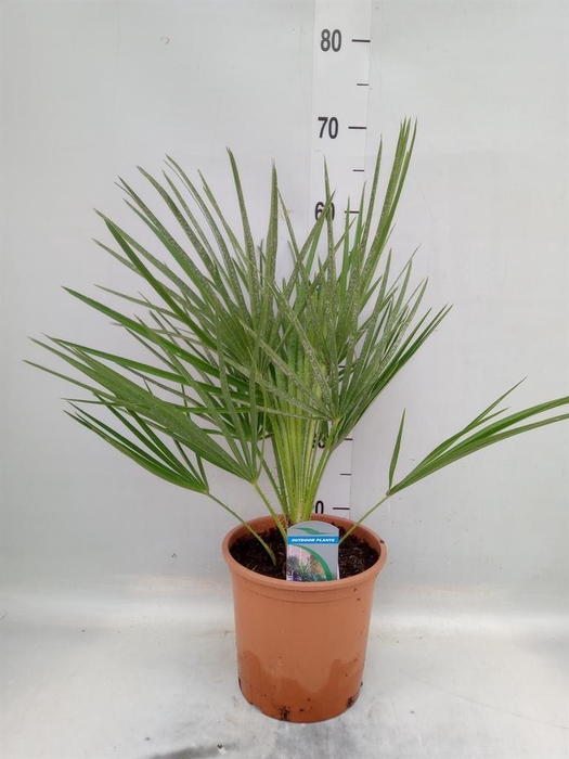 <h4>Chamaerops humilis</h4>