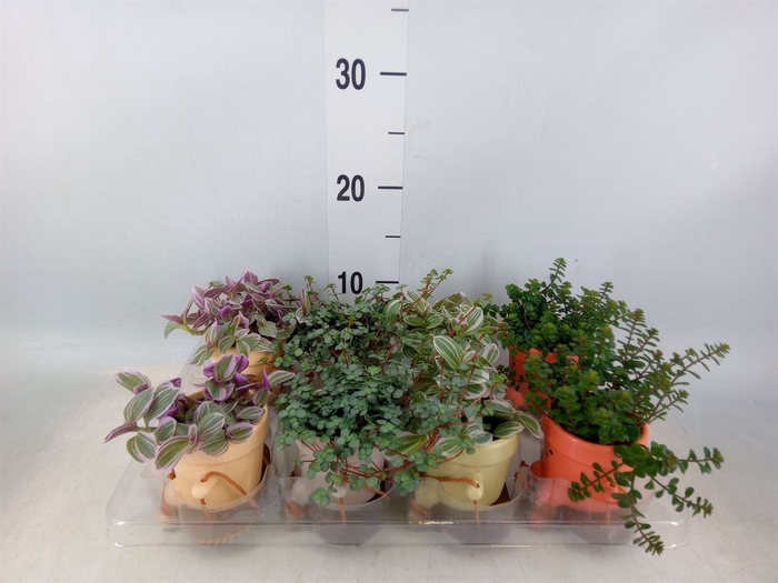 <h4>Arr.   Kamerplant Groen L%</h4>