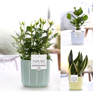 Mixtray Witte Roos/Clusia /Sansevieria in P&P Fleur keram. assor
