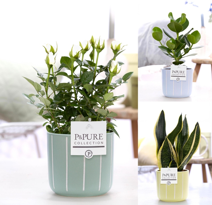 <h4>Mixtray Witte Roos/Clusia /Sansevieria in P&P Fleur keram. assor</h4>