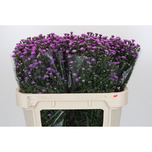 Aster Baby Pink