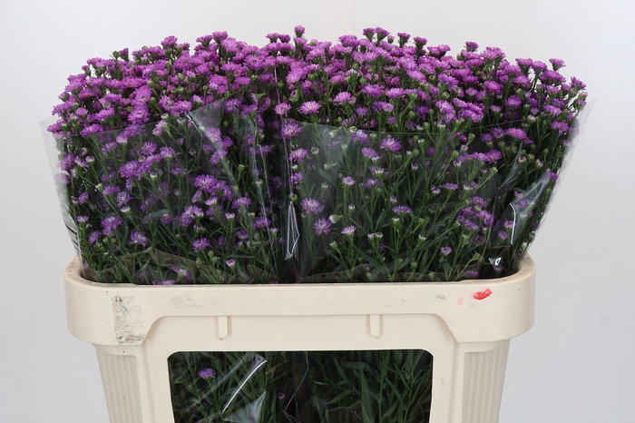 <h4>Aster Baby Pink</h4>