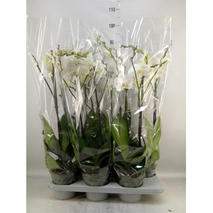 Phalaenopsis   ...white