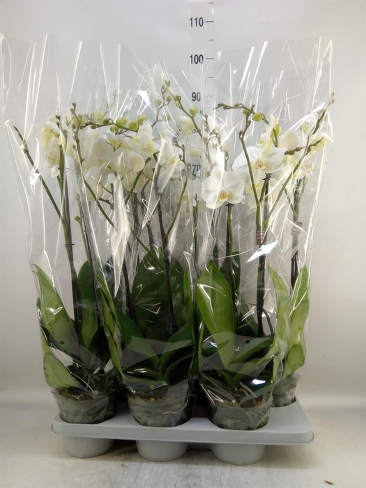<h4>Phalaenopsis   ...white</h4>