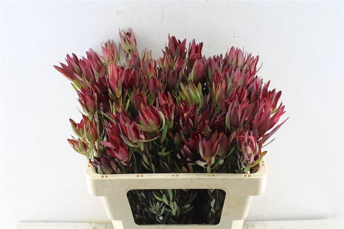 <h4>Leucad Sal Blush Ex</h4>