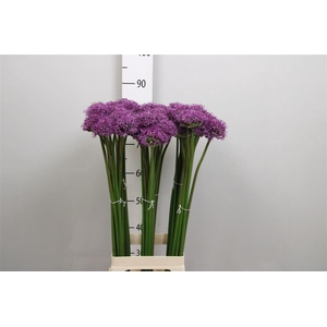 Allium Gladiator