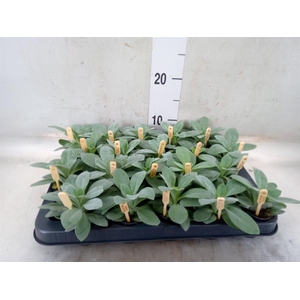 Senecio cephal. 'Mountain Fire'