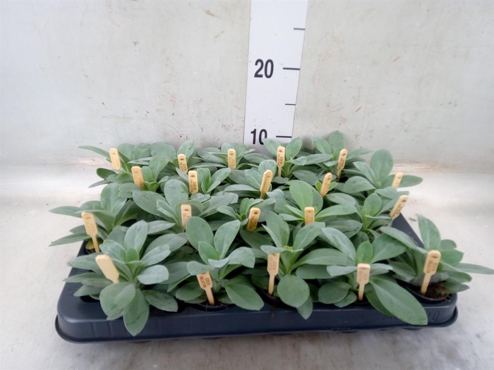 <h4>Senecio cephal. 'Mountain Fire'</h4>