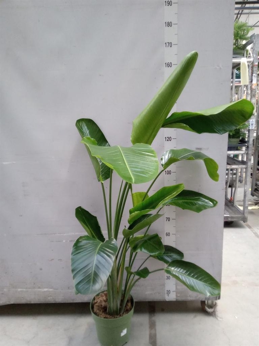 <h4>Strelitzia nicolai</h4>
