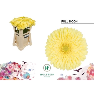 Gerbera Full Moon
