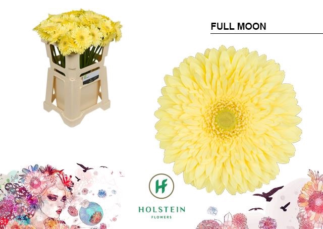 <h4>Gerbera Full Moon</h4>