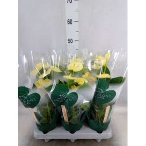 Anthurium andr. 'Vanilla'
