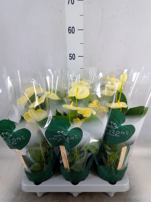 <h4>Anthurium andr. 'Vanilla'</h4>