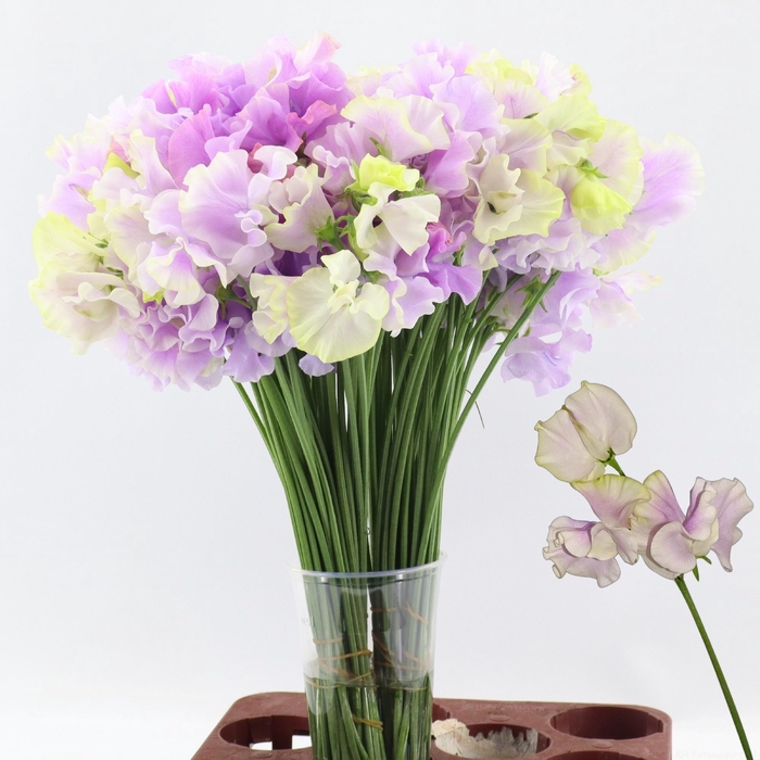 <h4>LATHYR MIST LAVENDEL</h4>