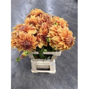 Dahlia Great Hercules