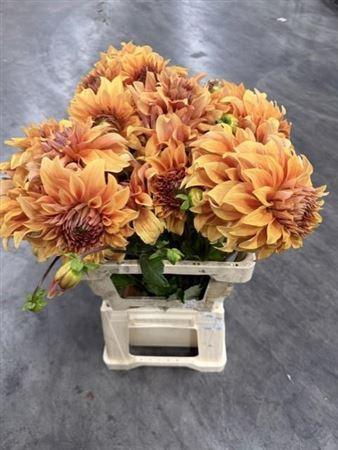 <h4>Dahlia Great Hercules</h4>