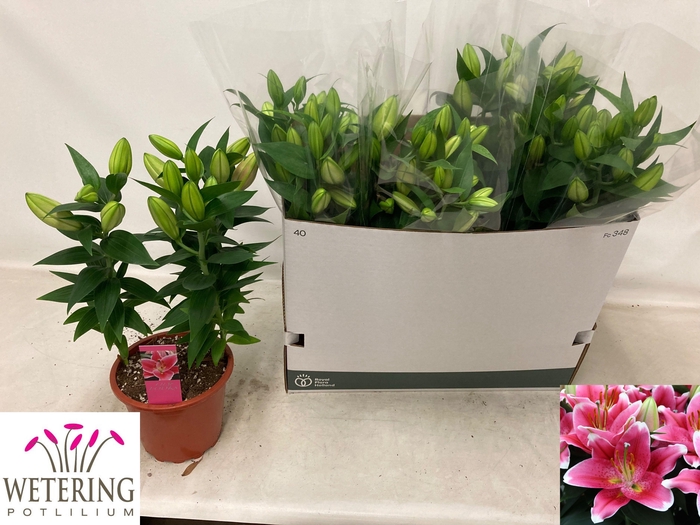 <h4>LIL OR SUNNY ROBYN</h4>