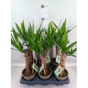 Yucca   ...
