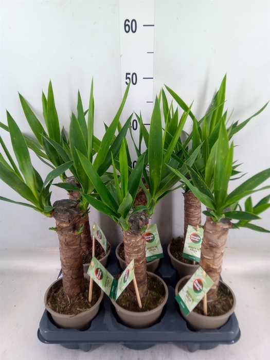 <h4>Yucca   ...</h4>