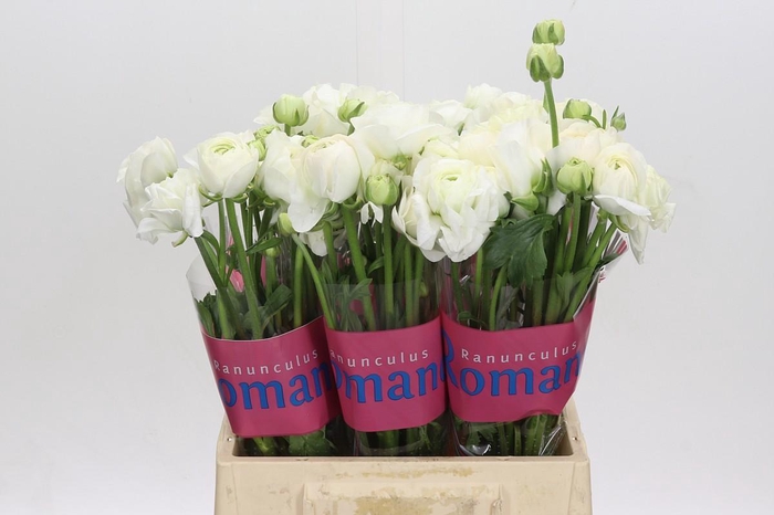 Ranunculus Romance Courchevel