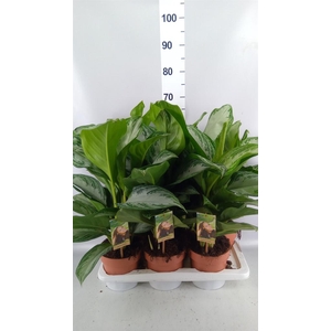 Aglaonema GB 'Silver Bay'