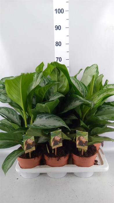 <h4>Aglaonema GB 'Silver Bay'</h4>