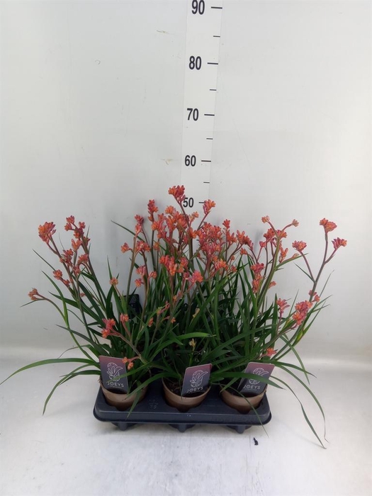 <h4>Anigozanthos   ...</h4>