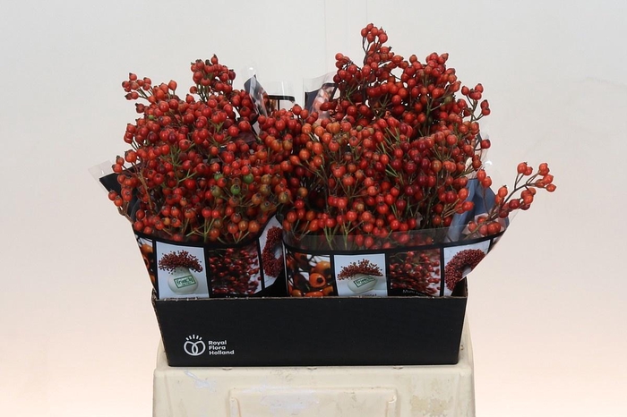 <h4>ROSA AUT ROSEFRUITS</h4>