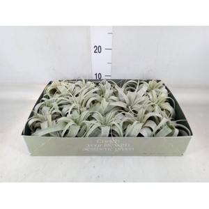 Tillandsia xerographica