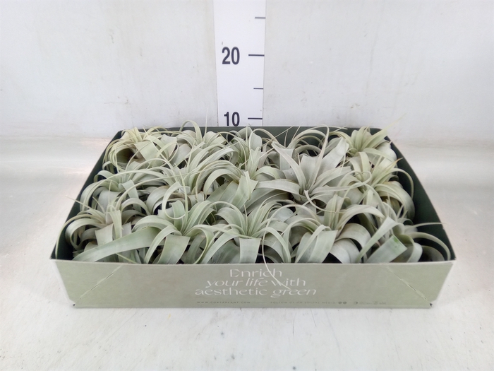 <h4>Tillandsia xerographica</h4>