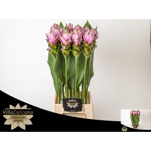 CURC AL SIAM SHAD PI