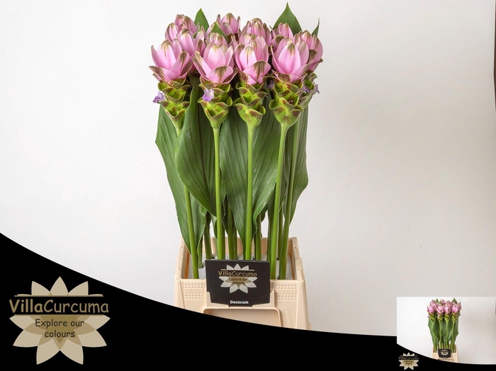 <h4>CURC AL SIAM SHAD PI</h4>