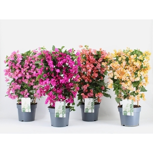 Bougainvillea 'Sanderiana' op rek mix 80% paars 20% kleuren per laag