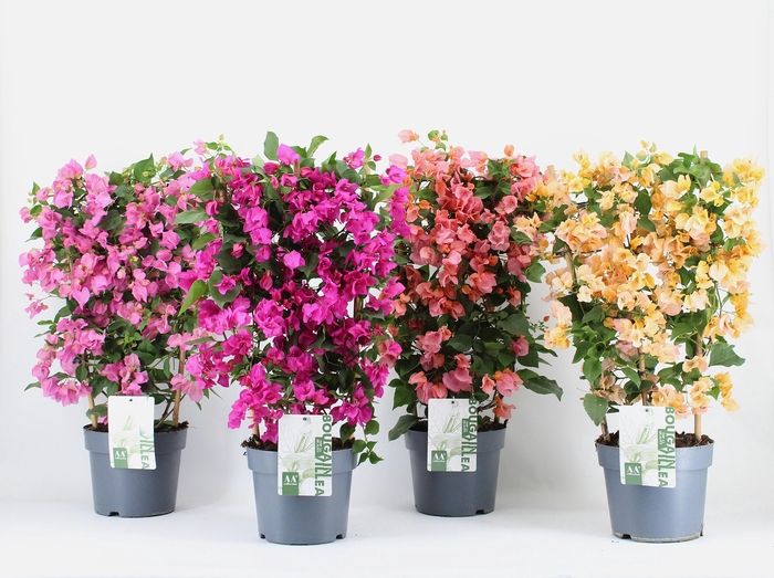 <h4>Bougainvillea 'Sanderiana' op rek mix 80% paars 20% kleuren per laag</h4>
