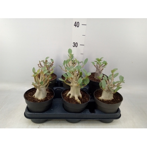 Adenium NB 'Ansu Baobab'
