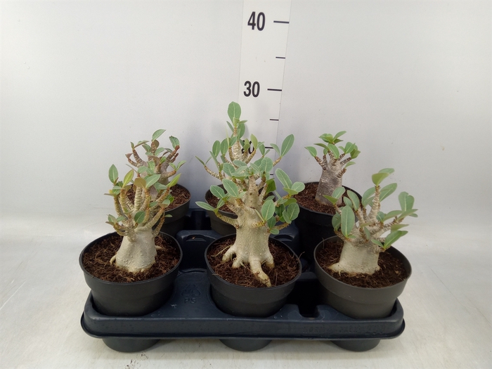 <h4>Adenium NB 'Ansu Baobab'</h4>