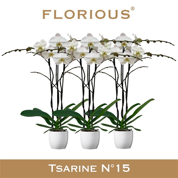 <h4>No15 Grandiflora 3 Tak Wit+Deco</h4>