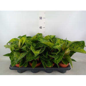 Homalomena wal. 'Camouflage'