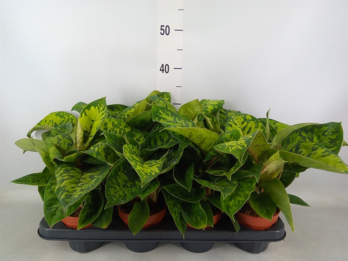 <h4>Homalomena wal. 'Camouflage'</h4>