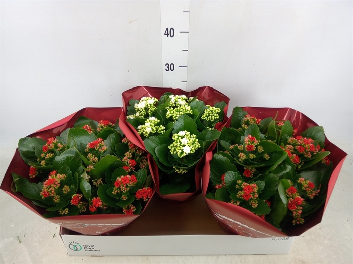 <h4>Kalanchoe blos.   ..rosebud mix  2</h4>