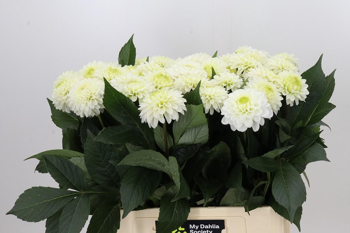 <h4>Dahlia Caro</h4>