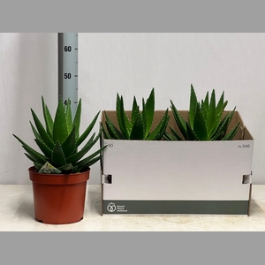 ALOE PERFOLIATA