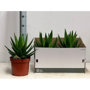 ALOE PERFOLIATA