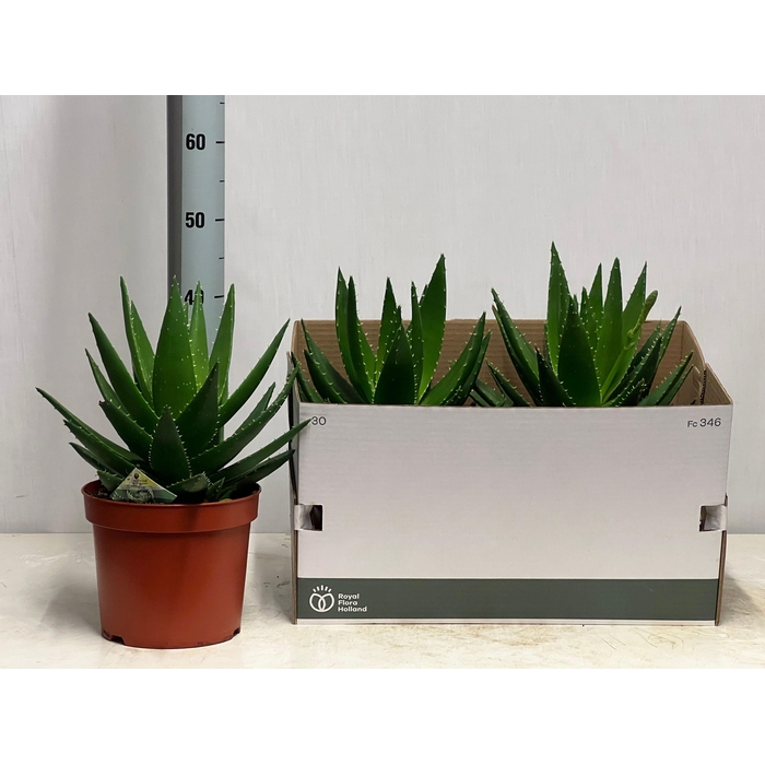 <h4>ALOE PERFOLIATA</h4>
