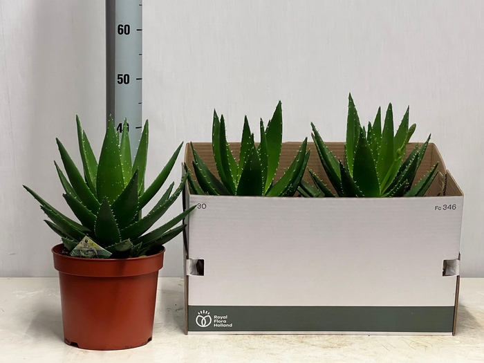 <h4>ALOE PERFOLIATA</h4>